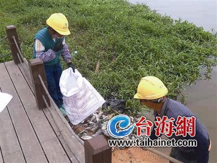 ▲工人正在江边清理死鱼