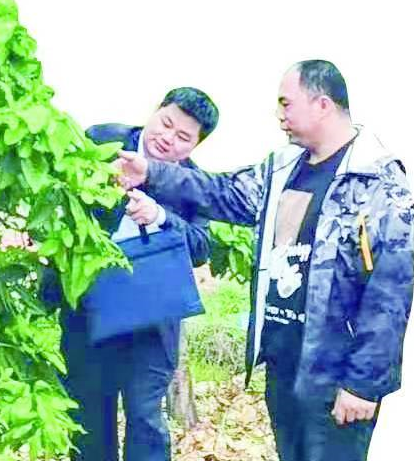 建行平和支行客户经理陈松照走访柚农,为乡村蝶变注入金融活水。