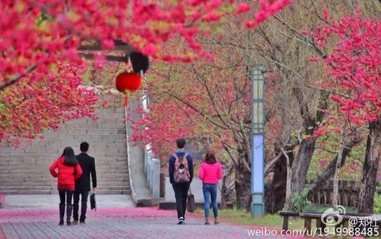 图片来源:@郑社