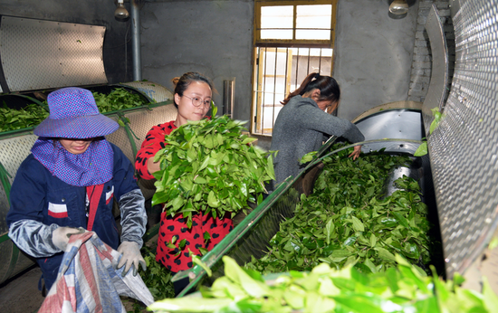 4月28日,小桥镇阳泽村燕丰茶叶公司员工在规模化、标准化制作茶叶。(魏剑生 摄)