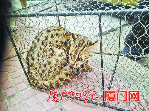 被捕获的豹猫蜷缩在笼子里。