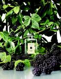 Jo Malone Londonݮ¹Ҷϵȫ