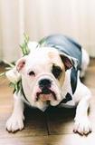 ĳа