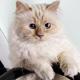ϷүèChoupette300ŷԪ ȳģ