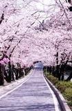 去日本度蜜月，这些樱花隧道你怎能错过？