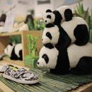 TOMS Panda Pals صϵз