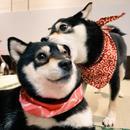  Ȯ㿪˵ͷ