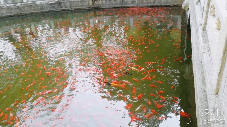 海洋赞礼号(海洋赞礼号现在去哪了)