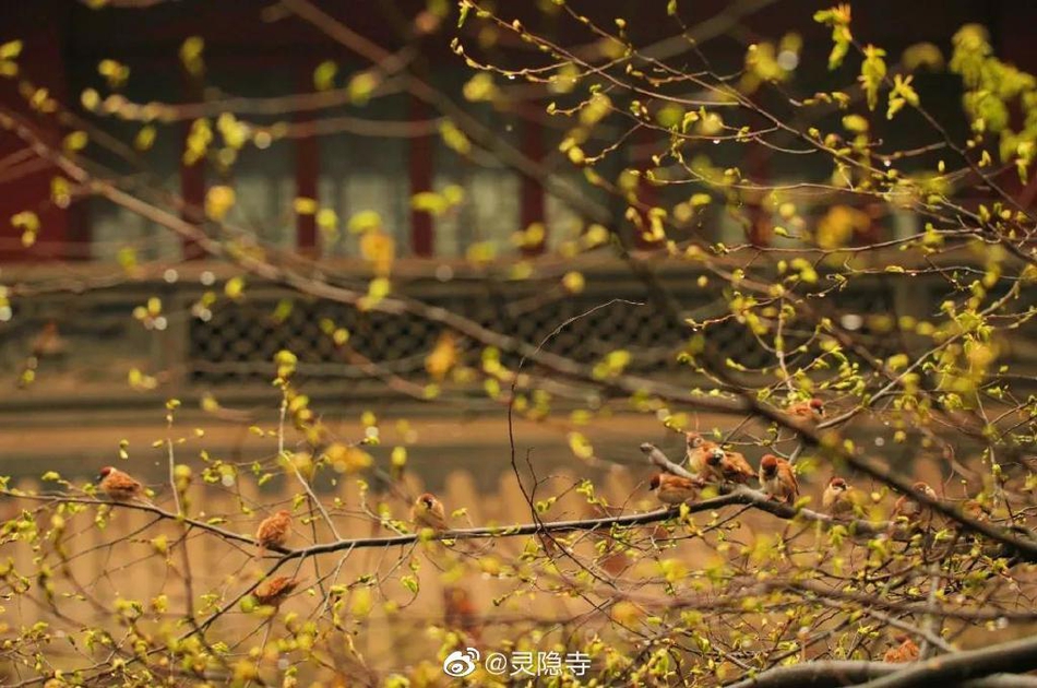 儿童机票价格,儿童的机票价格是什么样的