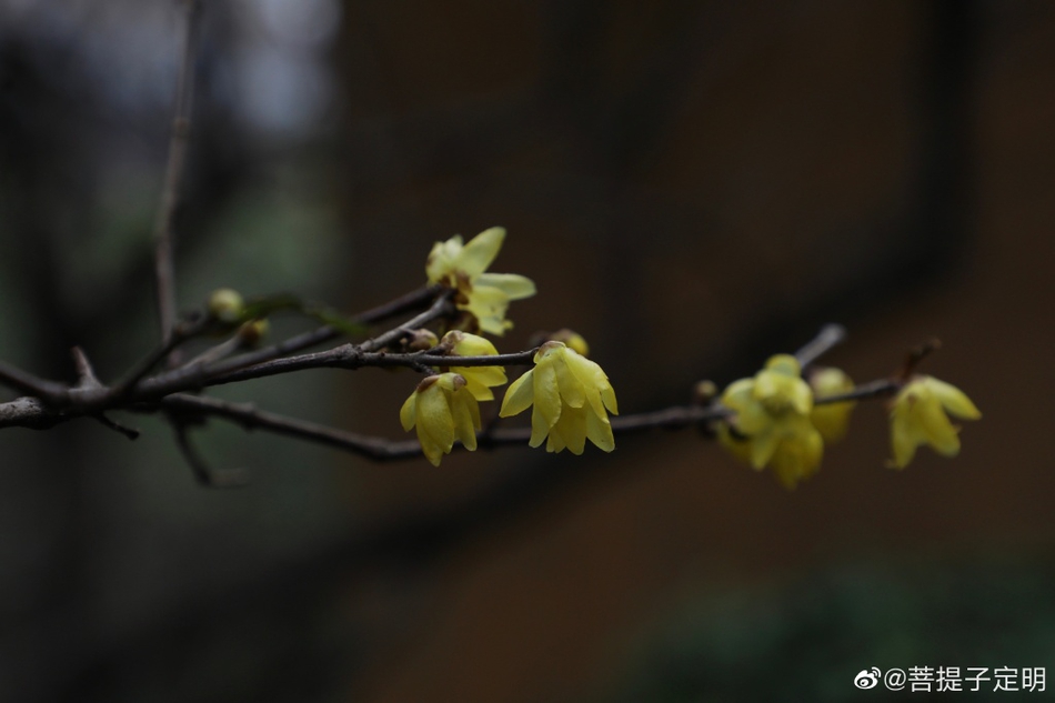 阳春永宁(阳江阳春)