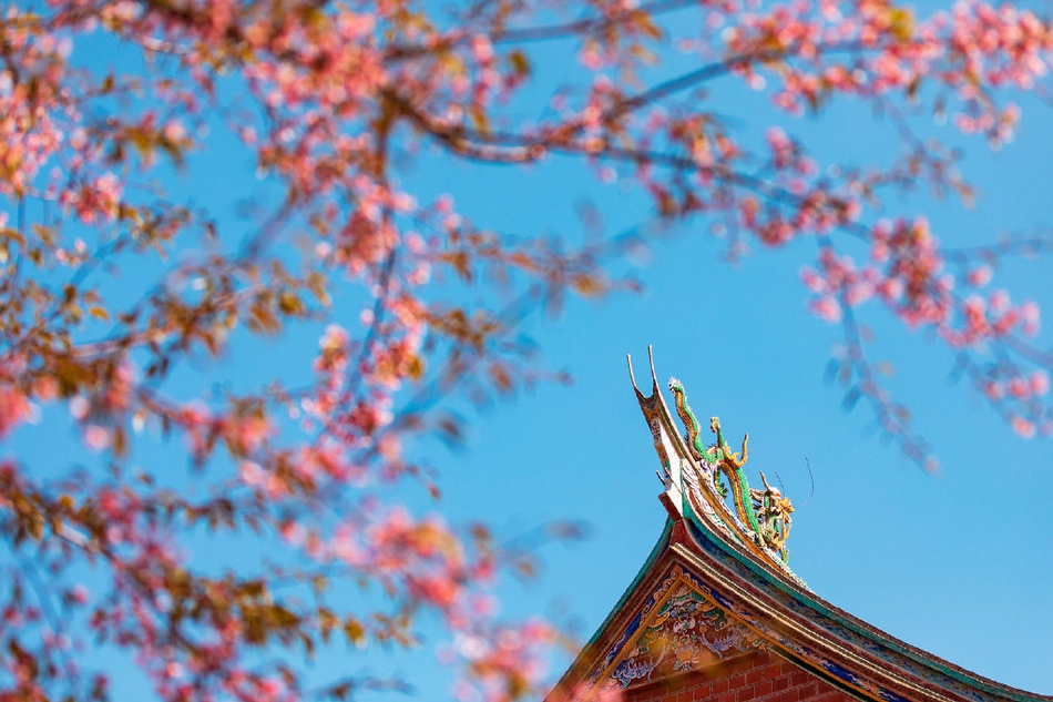 大槐树景区(大槐树景区开放时间)