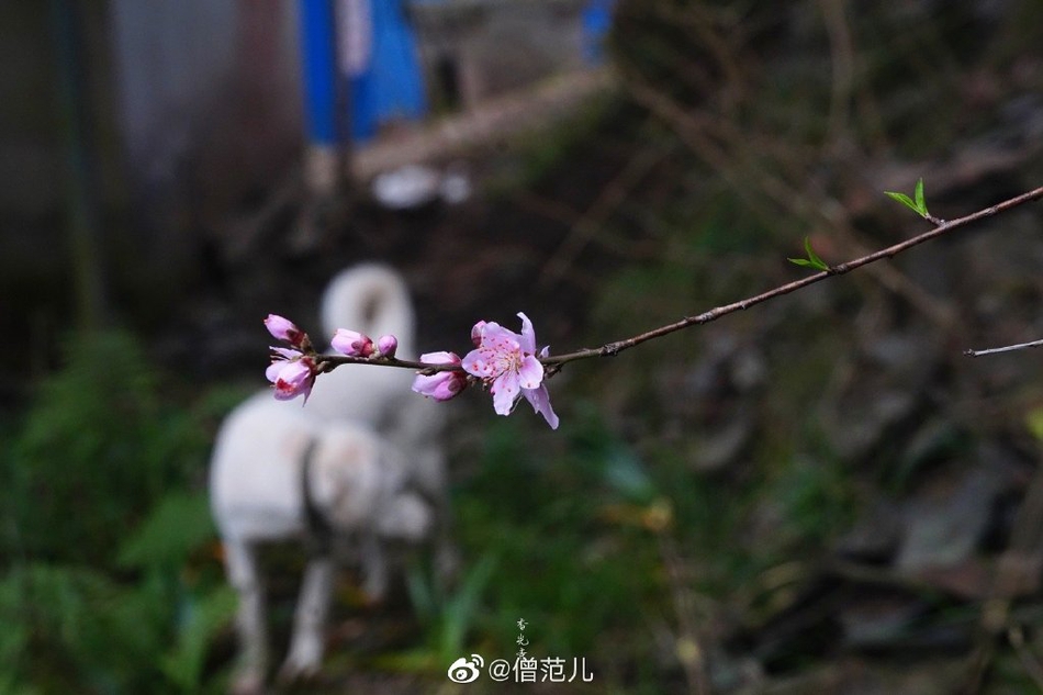 上海旅行社网站,我在上海想找家旅行社跟团旅游 不知道哪个网站好一点? 请各为推 荐下