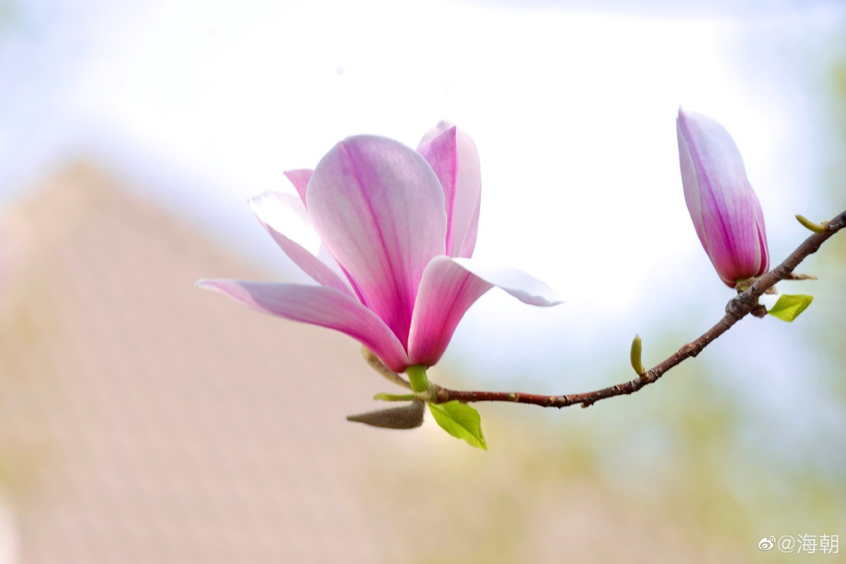 陈村花卉世界,顺德花卉世界的介绍