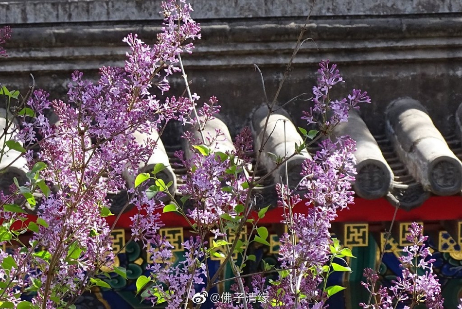 青州旅游景点(青州一日游必去景点大全)