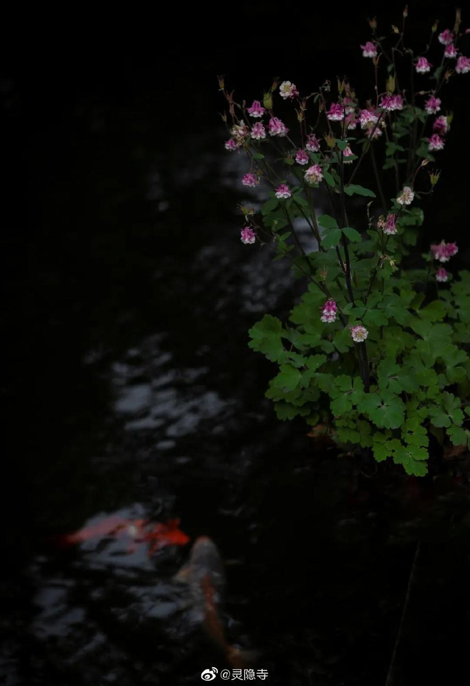 阳江大角湾,阳江闸坡大角湾