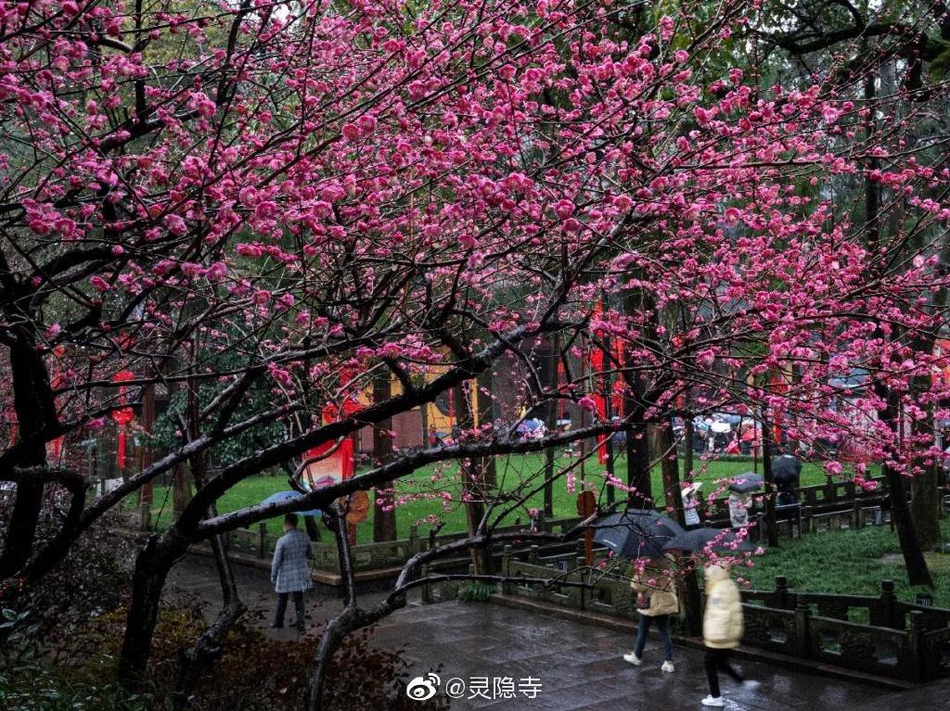 西双版纳热带植物园,西双版纳植物园旅游攻略