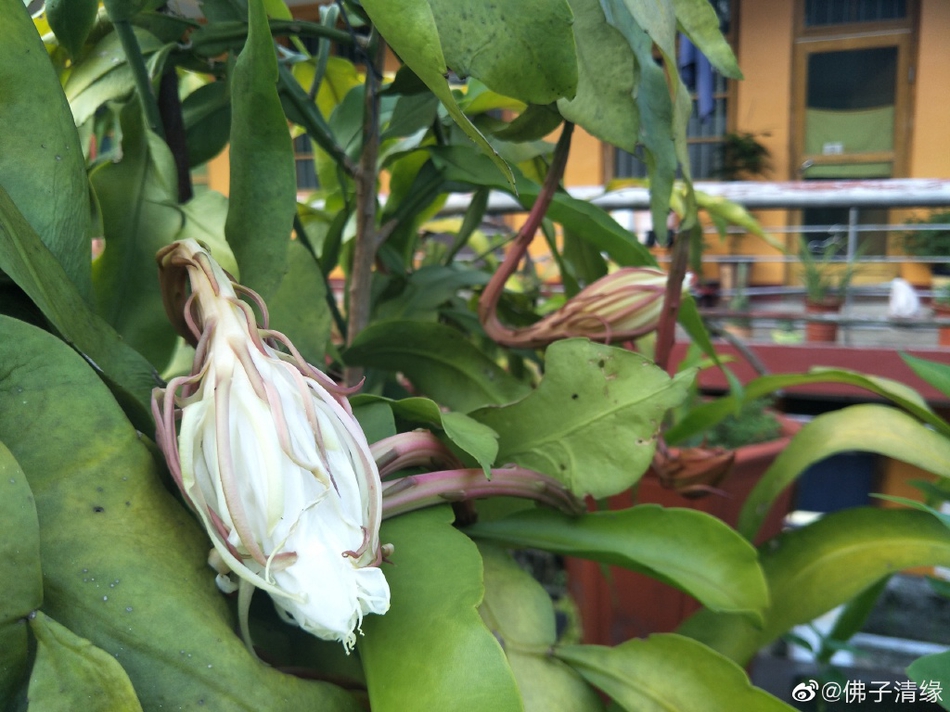 昙花也是佛教的圣花《楞伽经》中,佛以优昙花来比喻如来出世的稀有