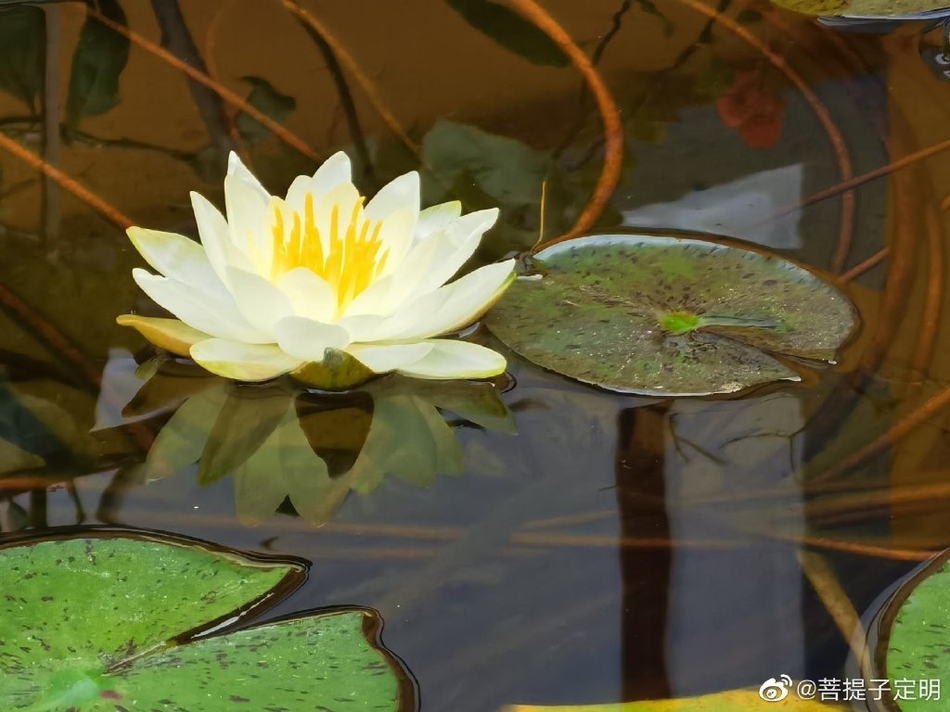 成语什么莲华_成语故事简笔画(3)