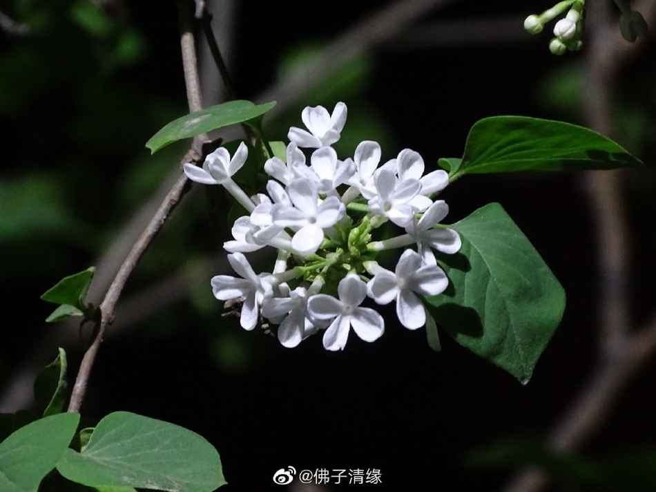 龙庆峡蹦极(龙庆峡冰灯2024年营业时间门票)