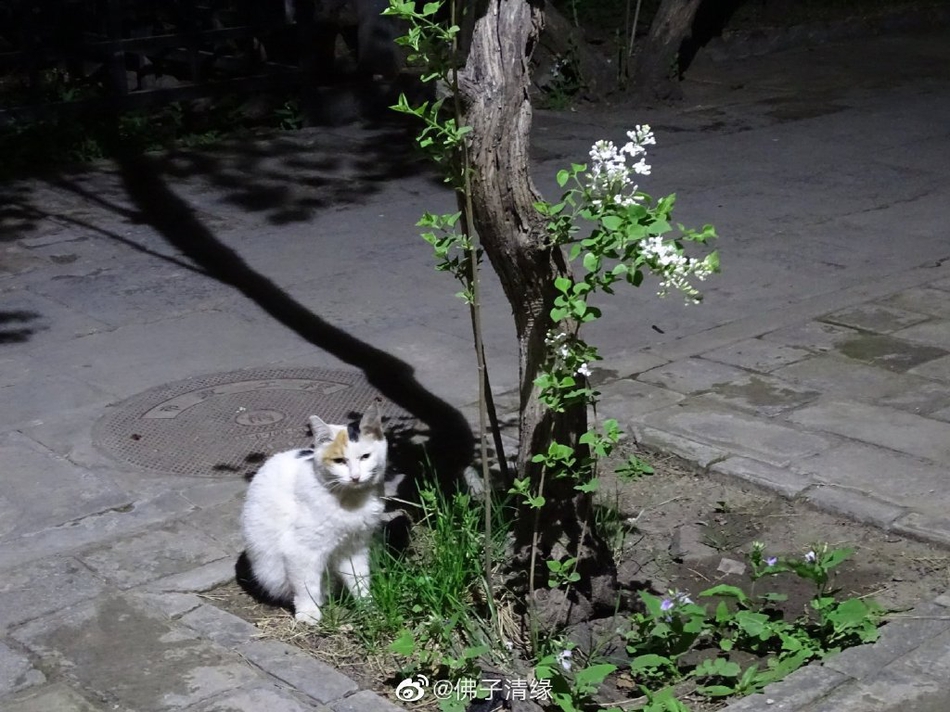 赵县景点,赵县都有什么好玩的