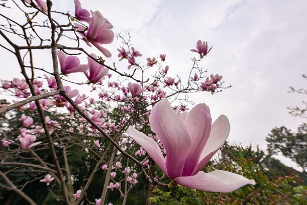 黄龙吐翠,浙江杭州西湖黄龙吐翠景区景点介绍