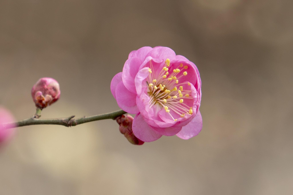 白云梅花谷,白云山是哪个地方，好玩吗