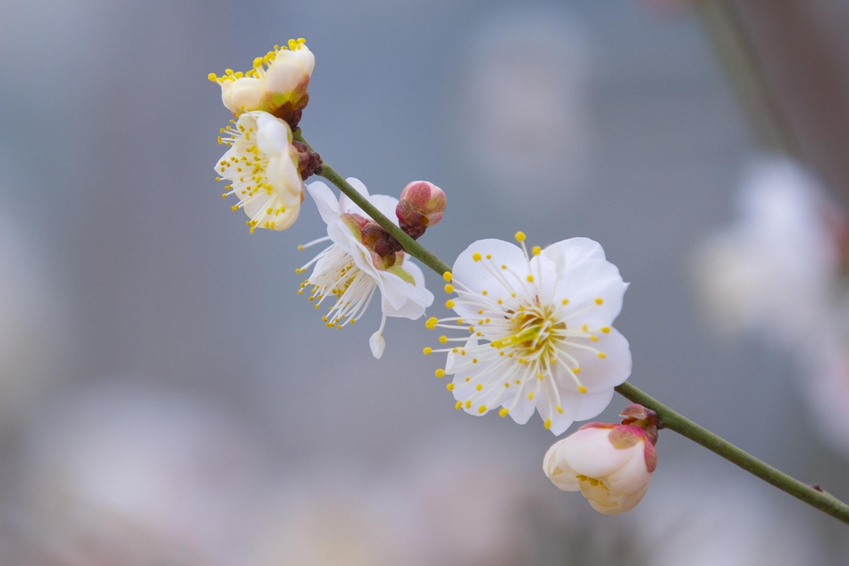 七宝古镇地址(闵行七宝古镇)