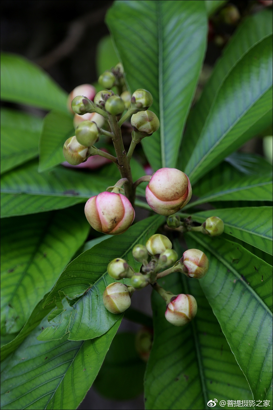 神奇的娑罗花:佛教优昙钵花