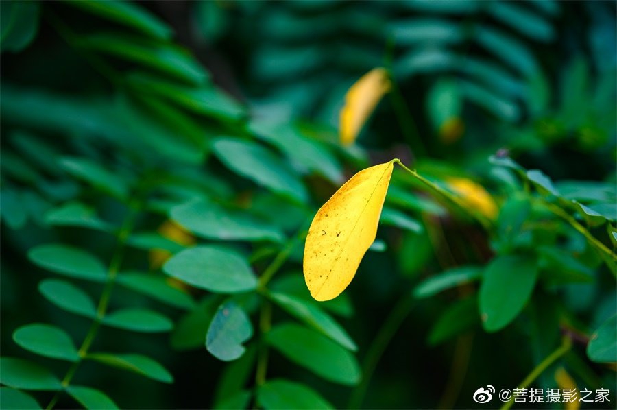 禅意摄影:一叶一菩提_高清图集_新浪网