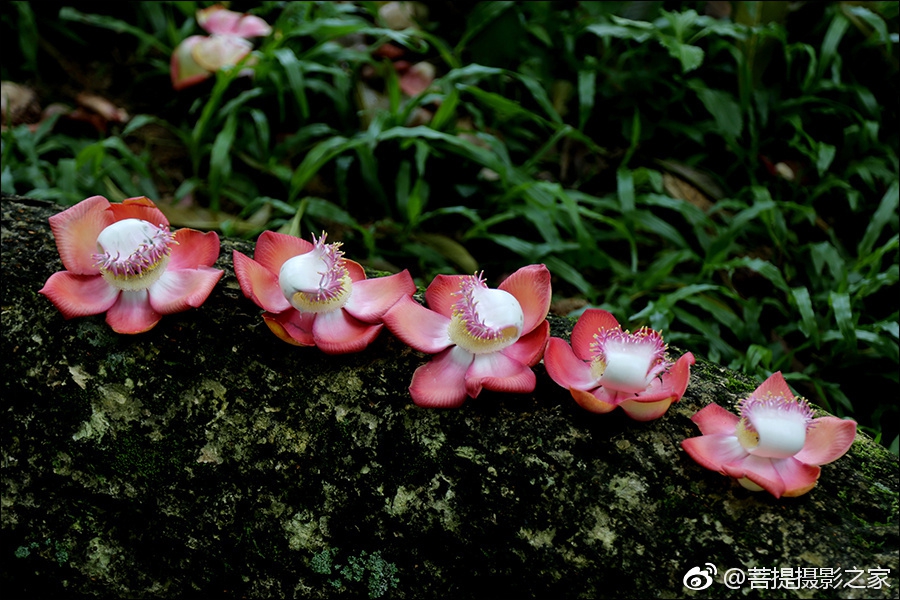 神奇的娑罗花:佛教优昙钵花
