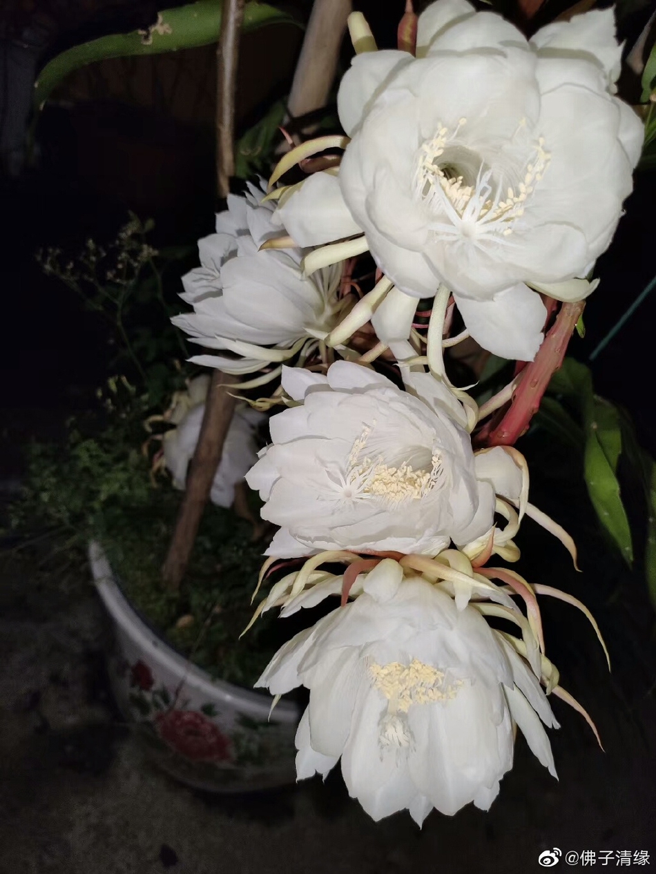 6 / 9 优昙花,又作优昙跋罗华,乌昙花,优昙波花,郁昙花,略称昙花.