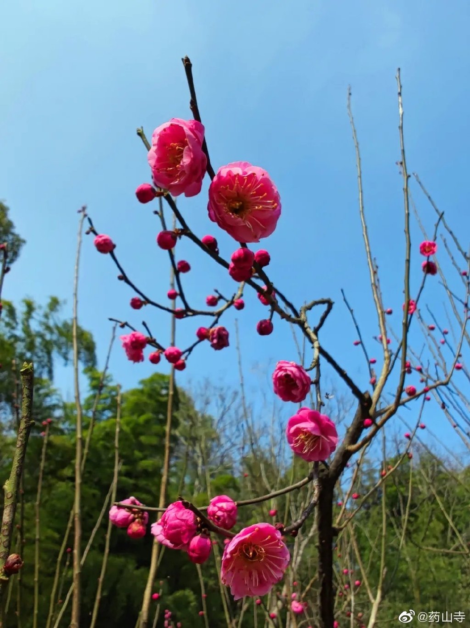 春晖香草园,香草园