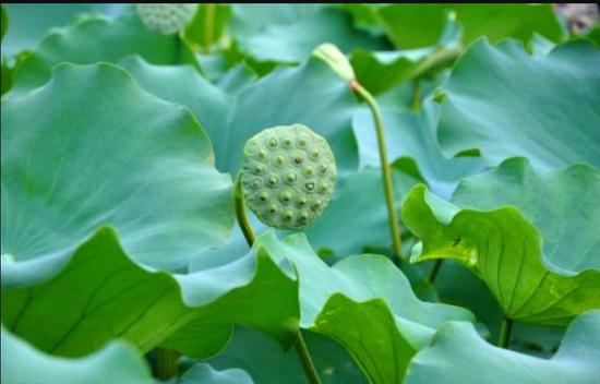 消灾和延生是可能的吗？