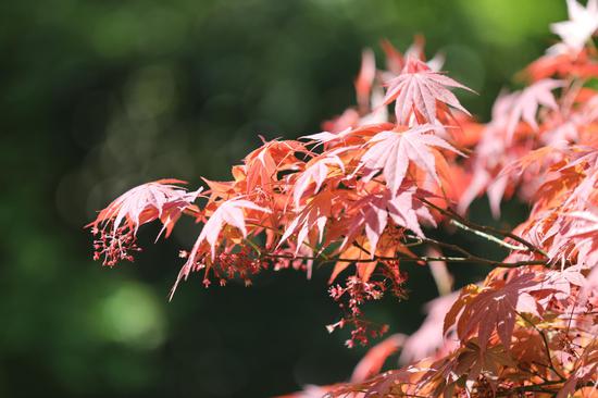 如瑞法师：看清楚无常（摄影：惜缘法师）