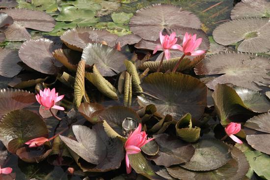 为何菩萨不现身救度我们？（摄影：sunshine)