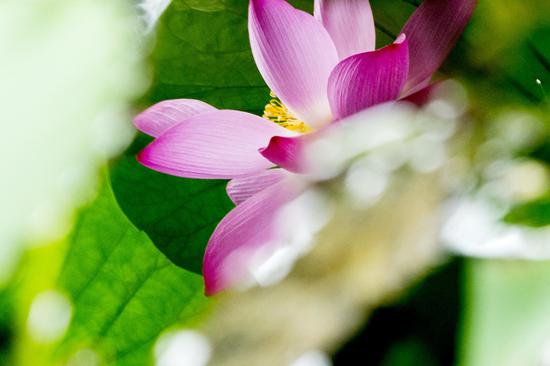 ‘诸法因缘生，诸法因缘灭’的因果定律，称为‘缘起’。（摄影：海琳）