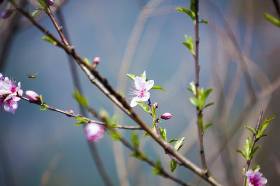 禅诗赏析：见花悟道偈（图：黄梅四祖寺）