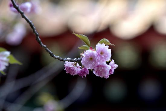 本焕长老：用随喜之力化解嫉妒之心（摄影：@海琳）