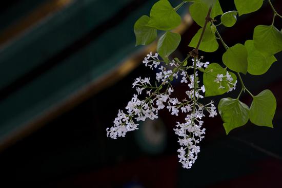 佛法的内容都有哪些（摄影：@海琳）