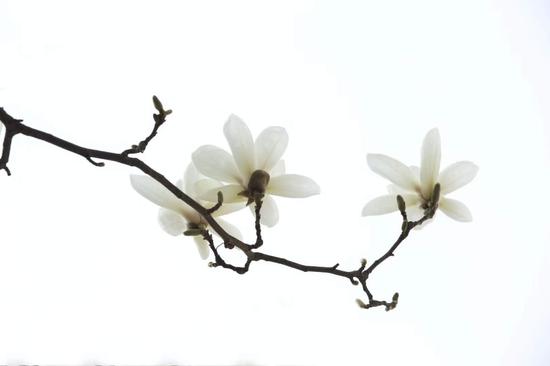 梦参长老：清净你的心（摄影：悟澎）