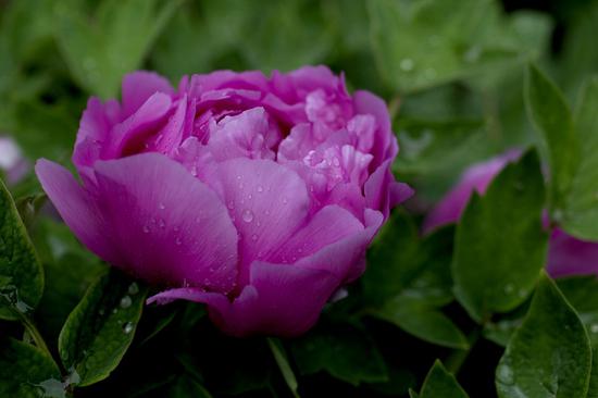 善导大师：佛光唯摄念佛人（摄影：@海琳）