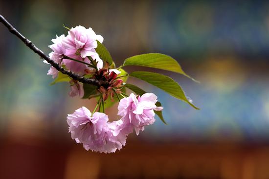 略解“经律论”三藏之论藏（摄影：@海琳）