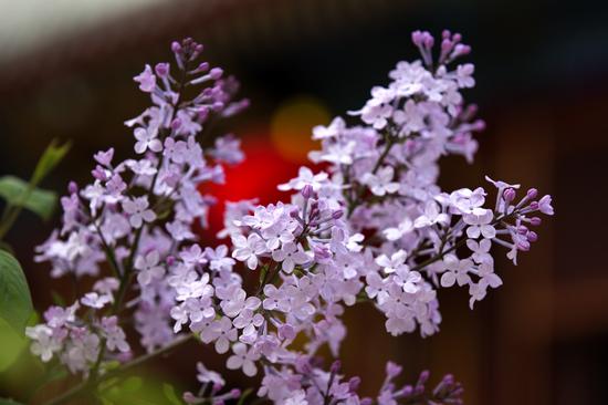 昌臻法师：学佛必须修忍辱波罗蜜（摄影：@海琳）