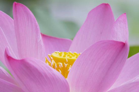 经常反思自己的言行，自能正气充盈，无畏无惧，随缘自在。（摄影：海琳）