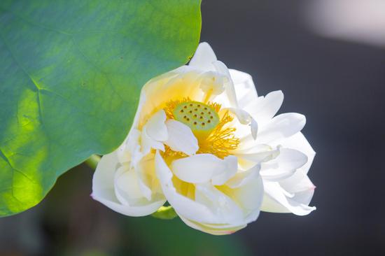 人人都希望自己的福德因缘深厚，如何增加福报呢？（摄影：海琳）