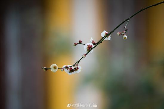 笑看春风扫残雪，欣闻杏林生妙花！ （摄影：惜缘法师）