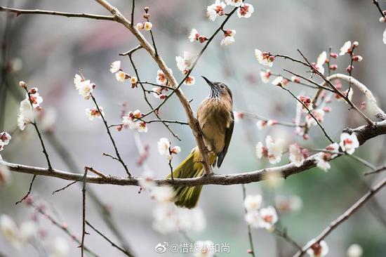 诚意精持五戒，发愿修行恳切。（摄影：@惜缘小和尚）