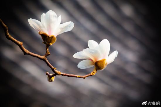 修福不修慧，象身挂璎珞；修慧不修福，罗汉应供薄。（摄影：海朝）