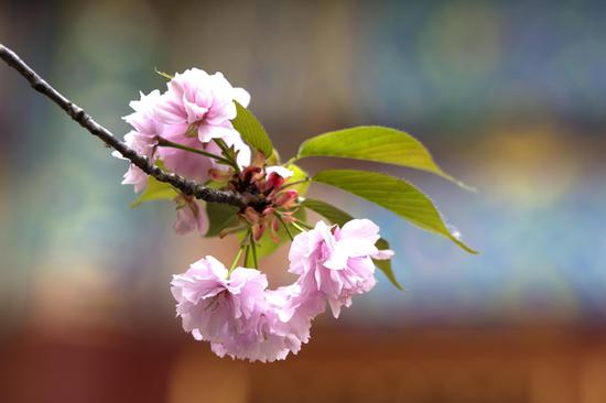 《华严经》上说：“心如工画师，能画种种物。（摄影：@海朝）