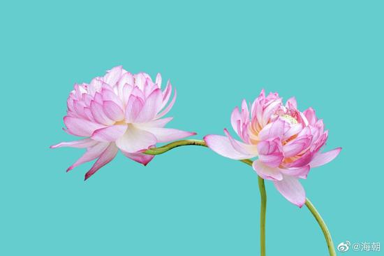 慈悲和智慧是一体的两面，是分不开的，只是它的功能和表现不同而已。（摄影：@海朝）